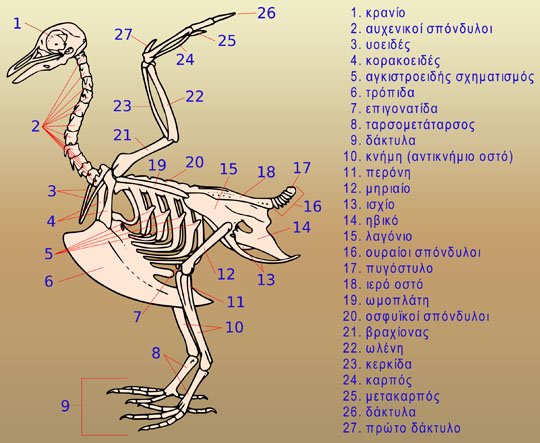 https://timbradobirds.files.wordpress.com/2011/08/bird-skeleton2.jpg